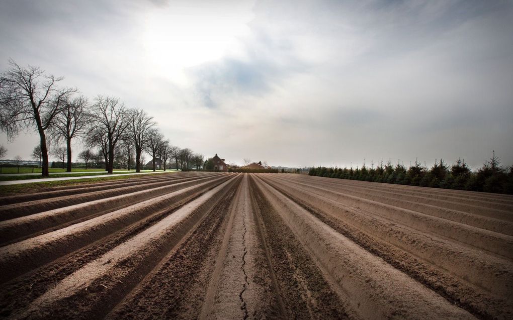 Aspergeveld in Noord-Brabant. Volgens SGP-Europarlementariër Bert-Jan Ruissen is het onverantwoord om de landbouwproductie in Europa verregaand te verminderen. beeld RD, Henk Visscher