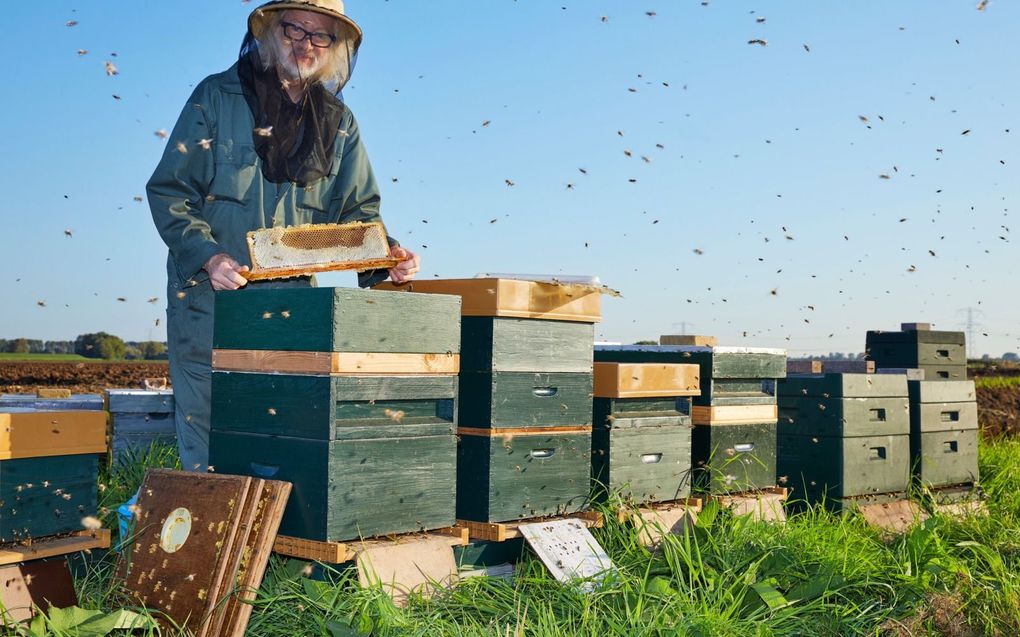 Imker Peter Linnartz bij zijn bijen aan de rand van de Biesbosch. beeld Richard de Bruijn