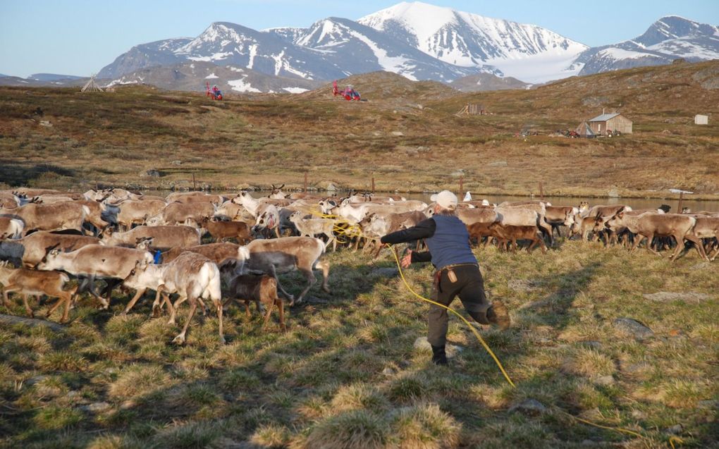 Rendieren zijn de kern van de Sami in Lapland.  beeld Wikimedia, Silje Bergum Kinsten