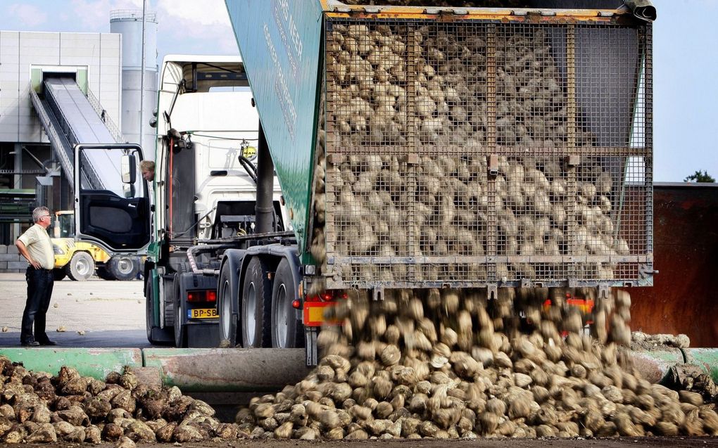 Ontvangst van suikerbieten bij de fabriek in het Groningse Vierverlaten. De laatste bieten van oogst 2022 zijn eind januari verwerkt. beeld ANP, Vincent Jannink