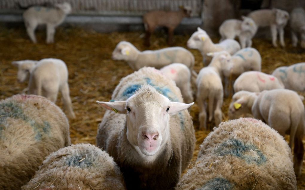 Gevangene in Bolivia verkleedde zich als schaap en probeerde zo te ontsnappen. beeld AFP, Nicolas Tucat