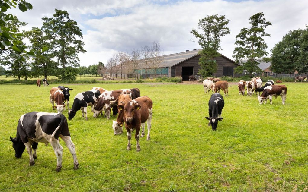 „De overheid wordt door de boeren ervaren als een bedreiging voor hun bestaanszekerheid.” beeld RD, Anton Dommerholt