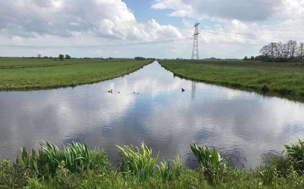 In de Krimpenerwaard treedt bodemdaling op en is er veel overlast van de rode Amerikaanse rivierkreeft. beeld RD