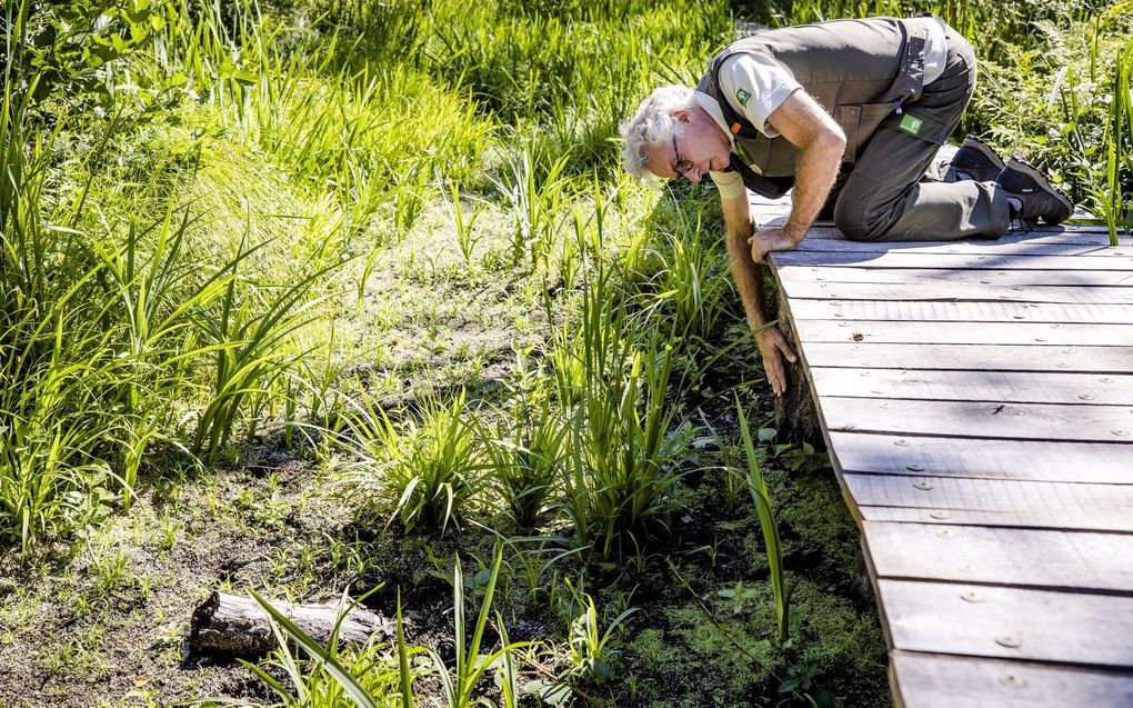 Droogte in de zomer van 2022. beeld ANP, Sem van der Wal