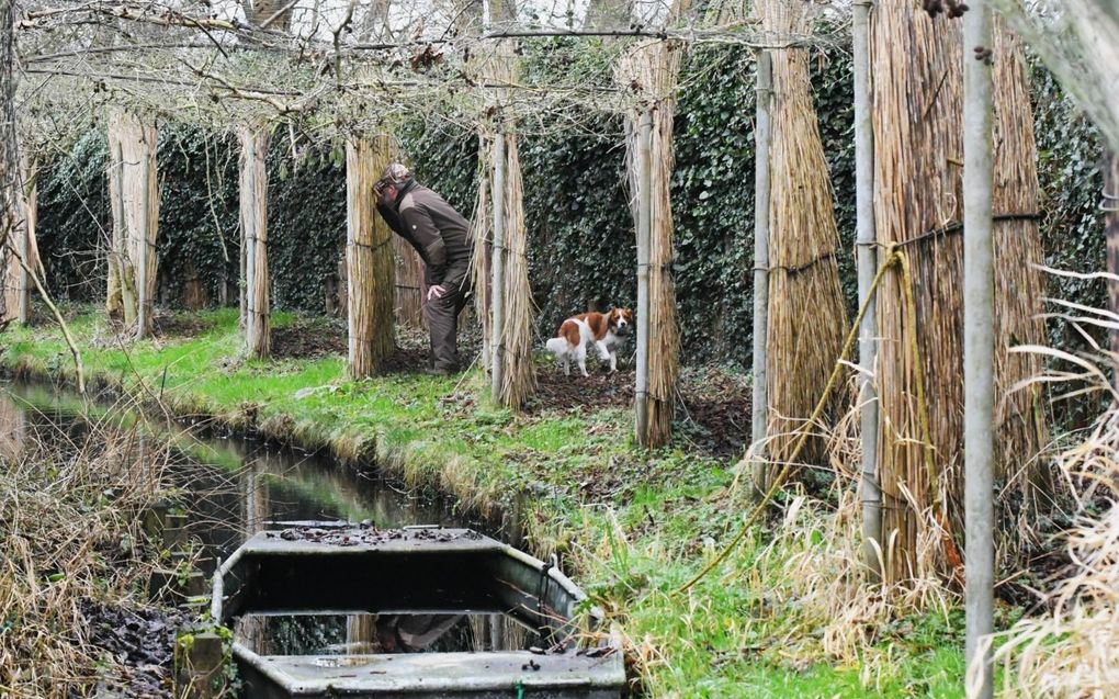 Kooiker Bert Pellegrom kijkt door het loergat in een rieten scherm hoeveel wilde eenden al in de vangpijp zitten. beeld Theo Haerkens​