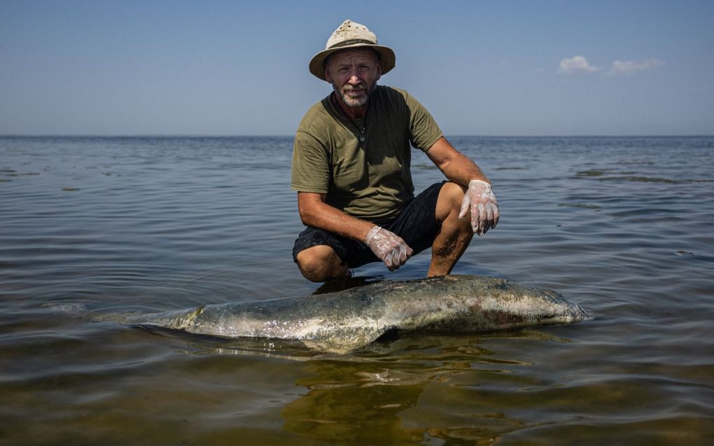 Onderzoeker Ivan Roussev bij een dode dolfijn. beeld AFP, Dimitar Dilkoff