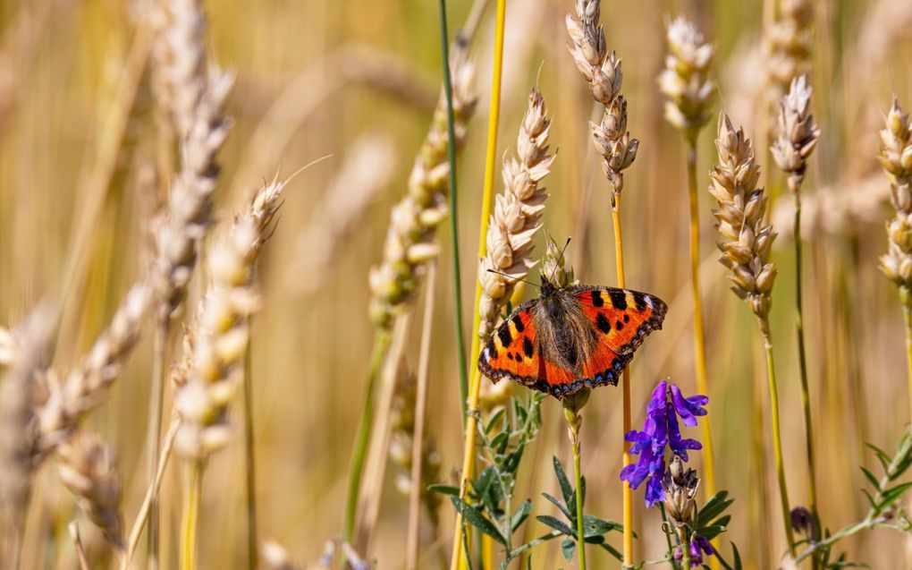 Het bedrijf van Jan Reinier de Jong in het Drentse Odoorn telt inmiddels 9 hectare voervelden en akkerranden op een totaal van 125 hectare. beeld iStock