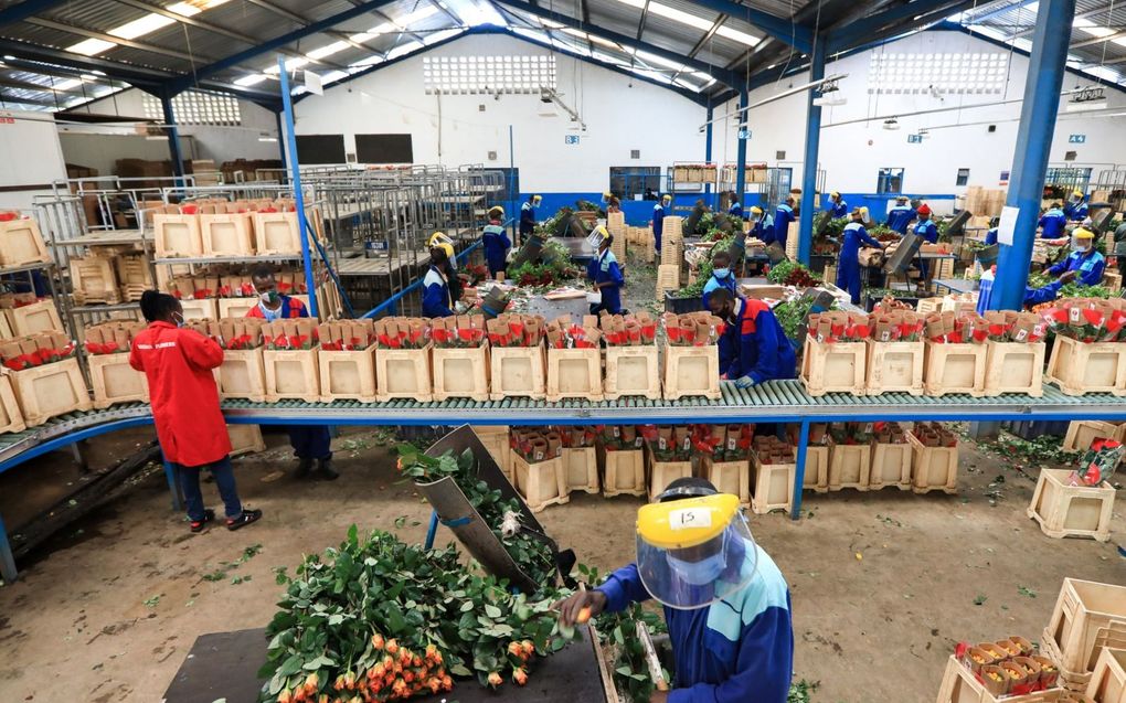 „Economische waarnemers dringen er bij de Afrikaanse landen op aan dat ze exportgerichte productie omarmen.” Foto: Keniaanse productiemedewerkers verpakken rozen bestemd voor export. beeld EPA, Daniel Irungu