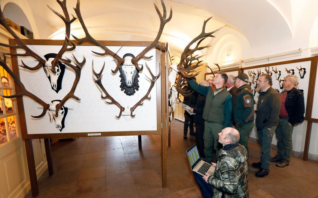 Commissie van vijftien keurmeesters inspecteert geweien. beeld VidiPhoto