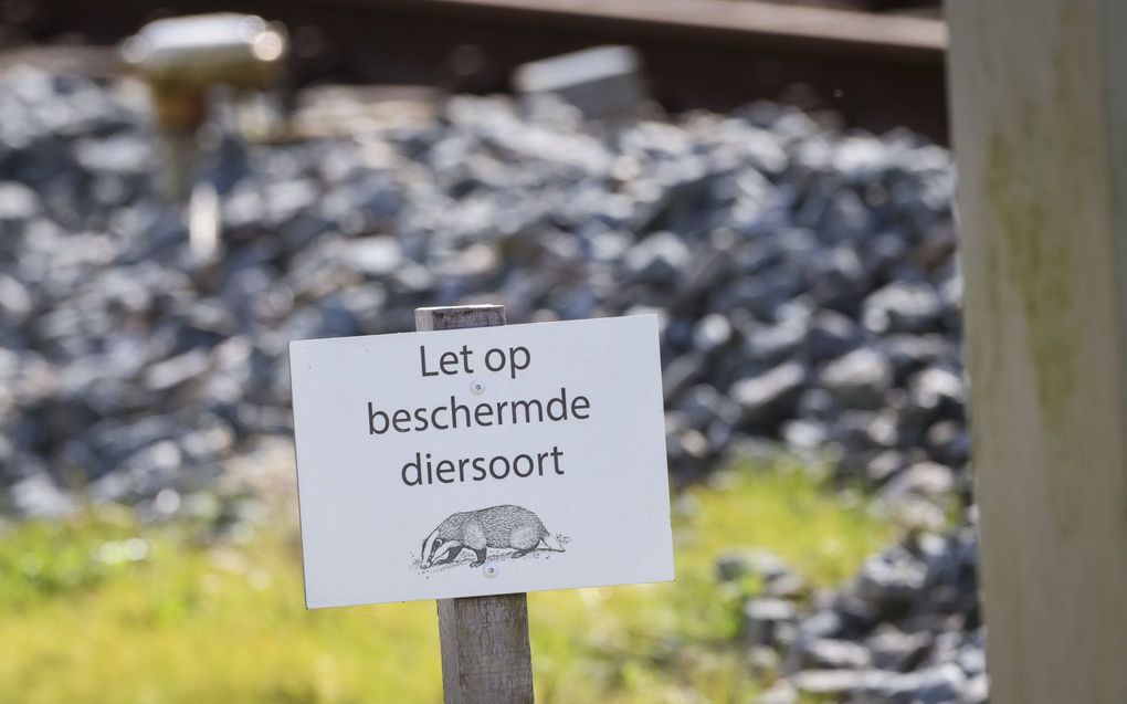 Rijksdienst voor Ondernemend Nederland (RVO) gaf donderdagavond toestemming aan de spoorbeheerder om het spoor te herstellen. Dit was nodig omdat de das een beschermde diersoort is. beeld ANP, Jaring Rispens