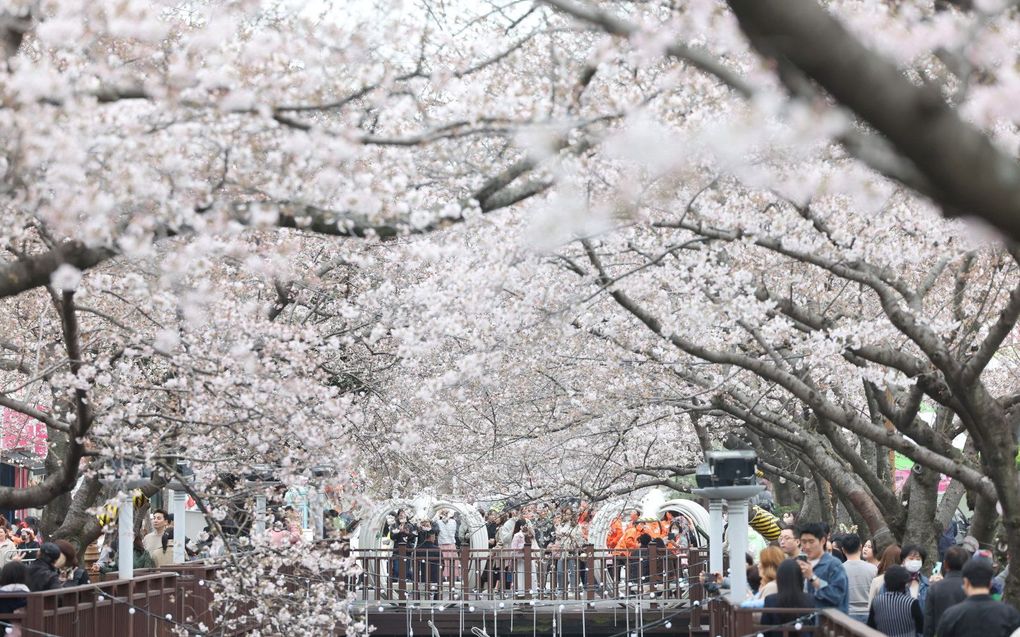 Mensen lopen onder kersenbloesems in de marinehaven van Jinhae, Zuid-Korea op de dag voor het Jinhae Cherry Blossom Festival. beeld EPA, Yonhap