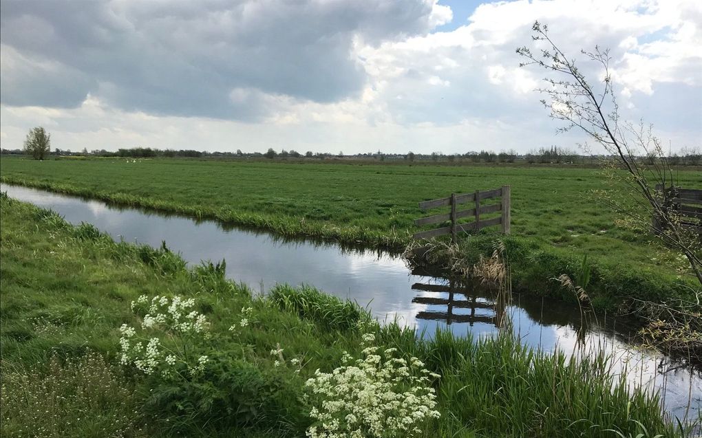 Polder in de Krimpenerwaard. beeld RD