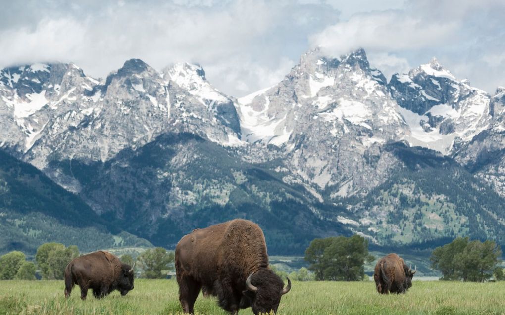 Voor de komst van de landverhuizers bevolkten talrijke bizonkuddes de Amerikaanse Great Plains. Door intensieve (plezier)jacht stierf de bizon bijna uit: van 50 miljoen naar ruim duizend. Momenteel lopen er weer 150.000 rond. beeld iStock