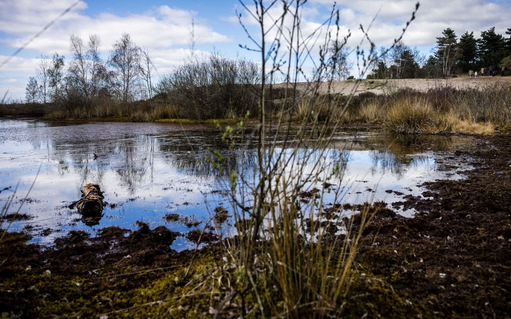 Nationaal park De Maasduinen. beeld ANP, Rob Engelaar