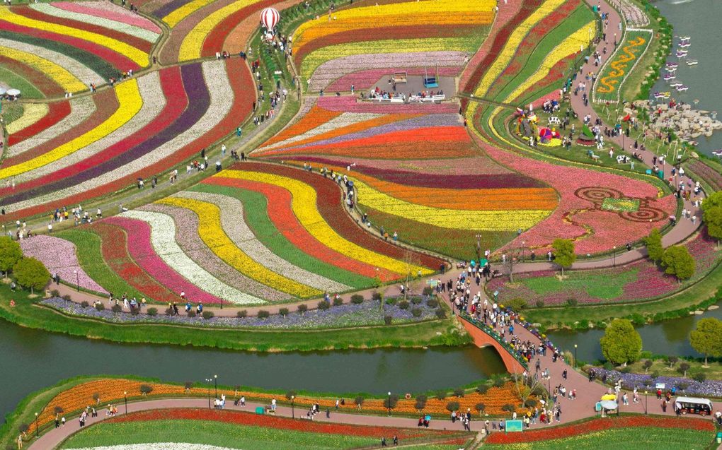 Luchtopname van het Dafeng Holland Flower Park in Yancheng, in de Chinese provincie Jiangsu. beeld AFP