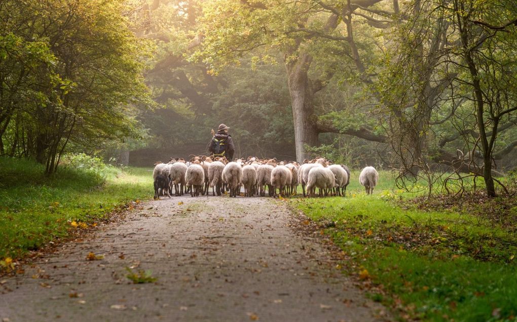 „Opvoeders zijn ook herders. De wil van het kind moet gericht worden omdat het anders verdwaald raakt en eigen wegen inslaat.” beeld iStock