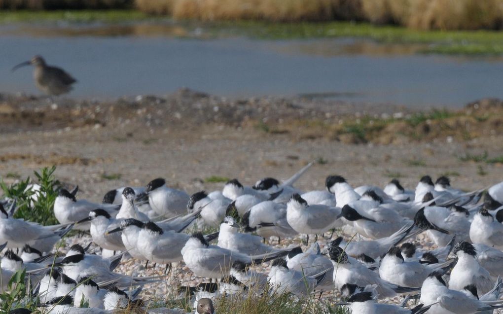 Natuurmonumenten vreest dat vogelgriep weer toeslaat onder grote sterns. Foto: grote sterns (op de voorgrond) op Texel.  beeld RD