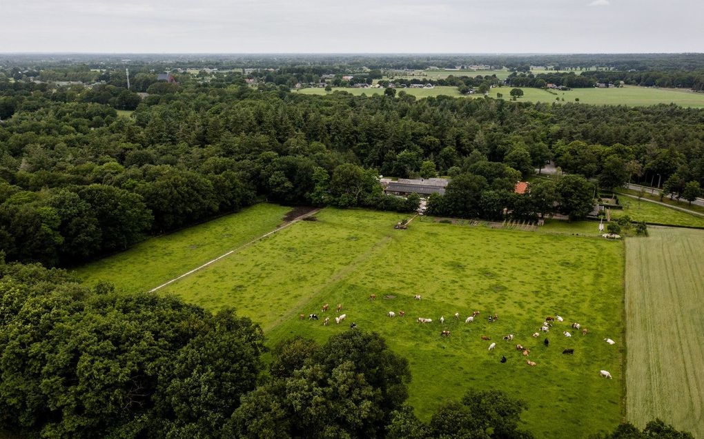 „Het zelfsturend vermogen van regio’s wordt versterkt als ze mogen doen waar ze goed in zijn en waar ze trots op zijn.” Foto: dronebeeld van koeien in een weiland in de Gelderse Vallei. De regio staat ook wel bekend als de Foodvalley. beeld ANP, Sem van der Wal