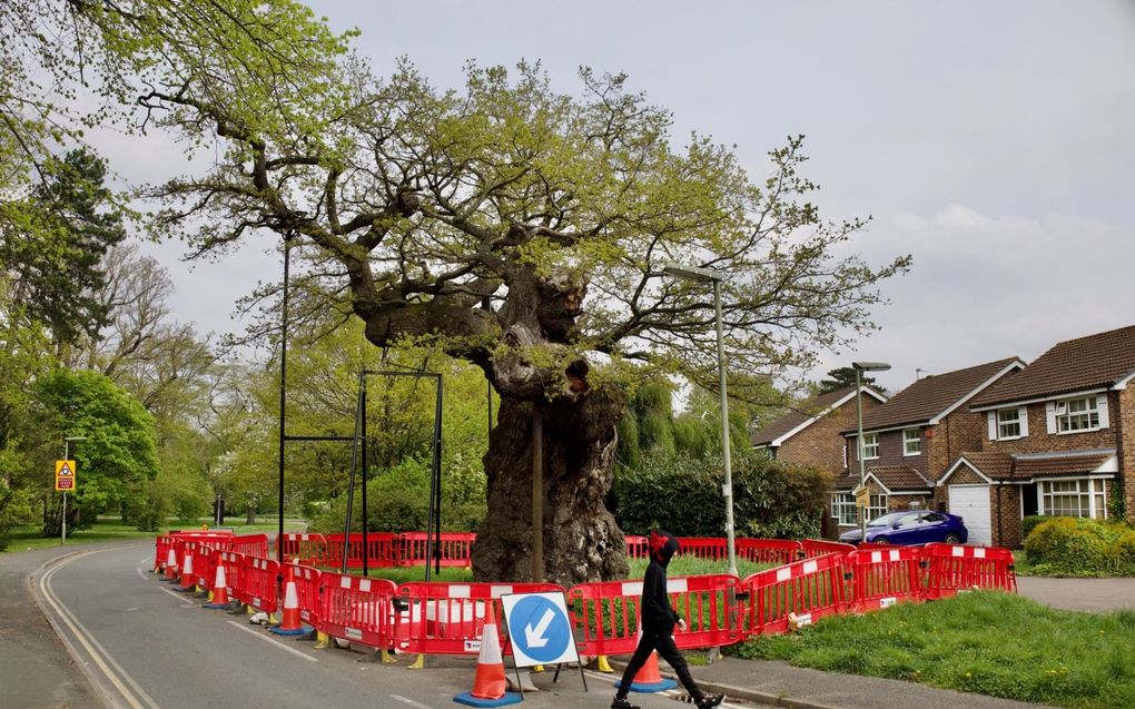 Het verkeer moet even uitwijken voor The Crouch Oak in Addlestone. beeld Wim Eikelboom