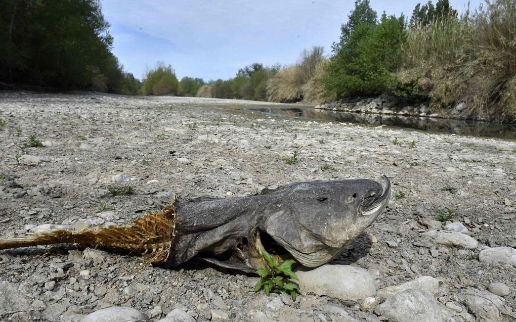 De bedding van de rivier Agly bij Rivesaltes, in het zuidwesten van Frankrijk. beeld AFP, Raymond Roig