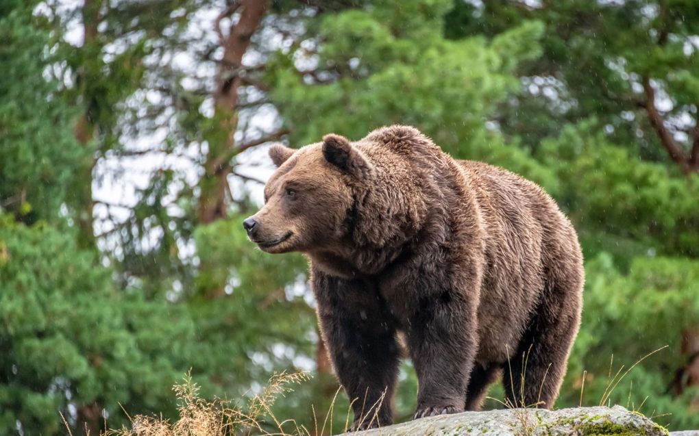 In het zuiden van Duitsland is een bruine beer gesignaleerd. Deze foto is niet van de viervoeter die met de wildcamera is waargenomen.  beeld Getty Images/iStockphoto