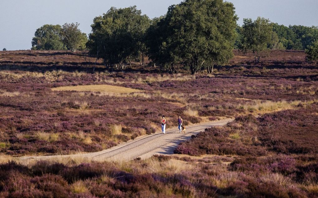 Ermelosche heide. beeld ANP, Jeffrey Groeneweg