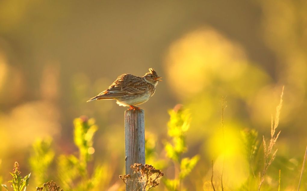 De veldleeuwerik heeft het zwaar. beeld iStock