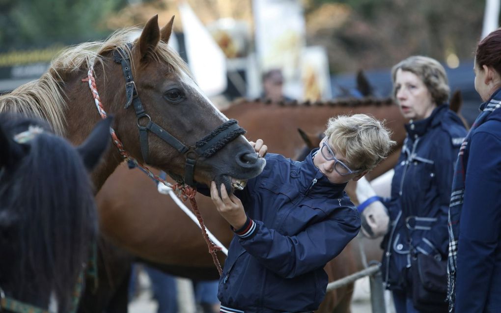 Ponymarkt in Bemmel. beeld VidiPhoto