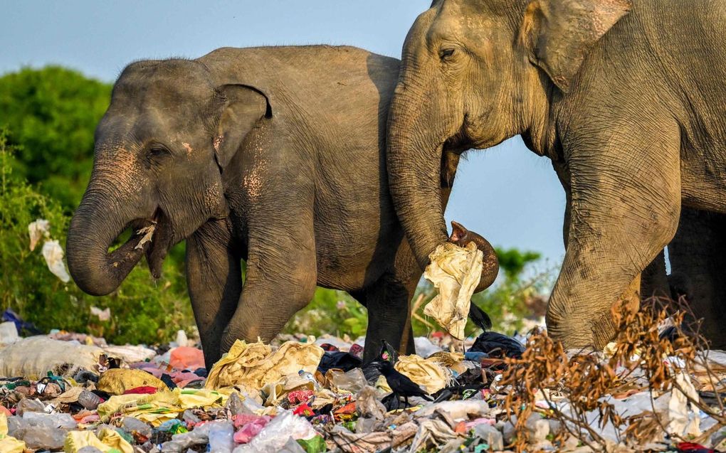 beeld AFP, Ishara S. Kodikara