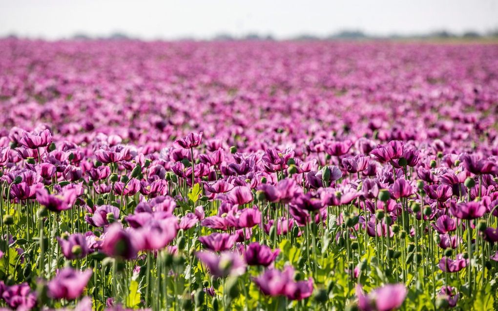 Een veld met klaprozen in Hongarije. beeld EPA, Tibor Rosta