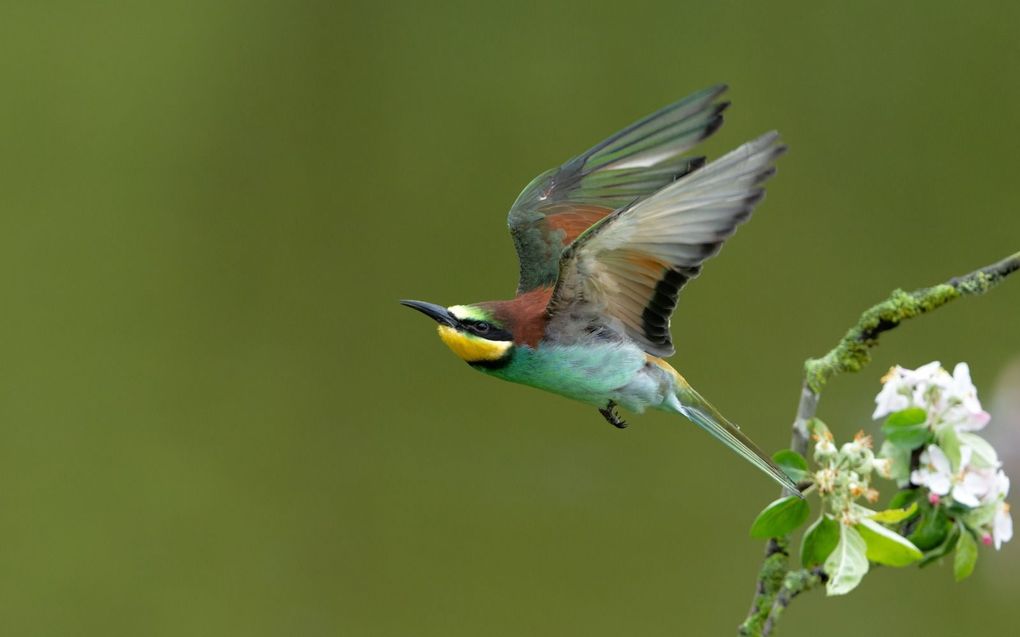 Bijeneter.  beeld Getty Images