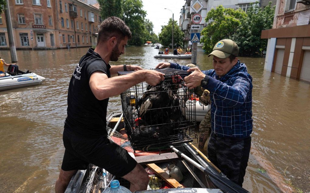 Dierenbeschermers in actie in Cherson. beeld AFP, Aleksey Filippov