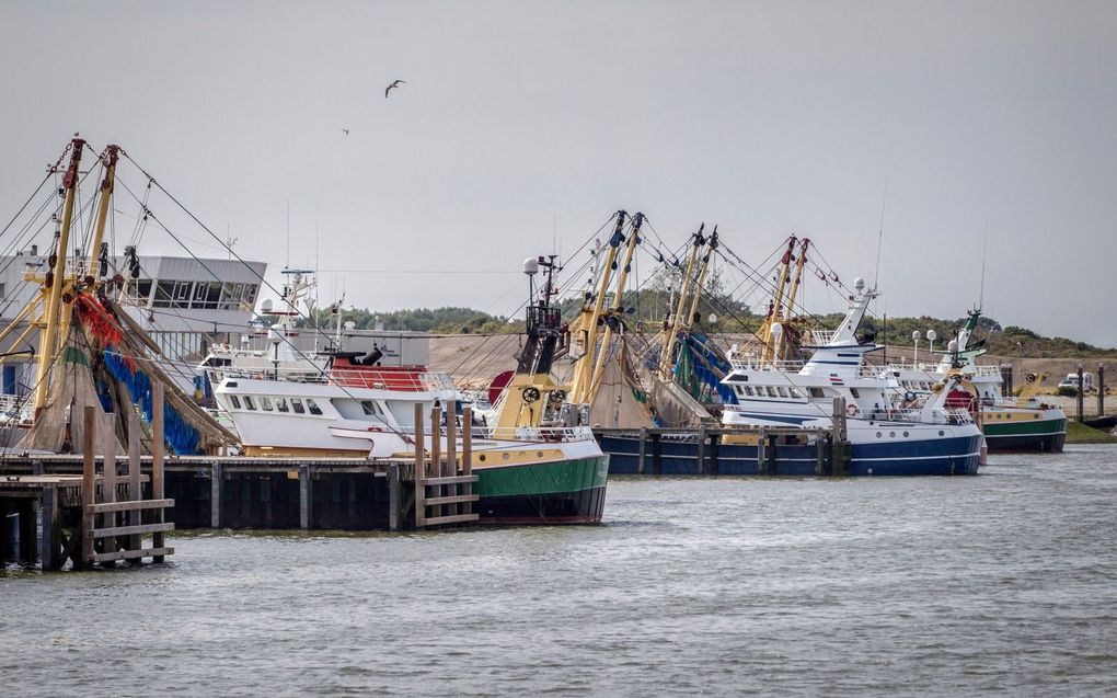 Noordzeekotters lagen in betere tijden rijendik bij de visafslag in de Stellendamse buitenhaven (archieffoto). beeld RD, Henk Visscher