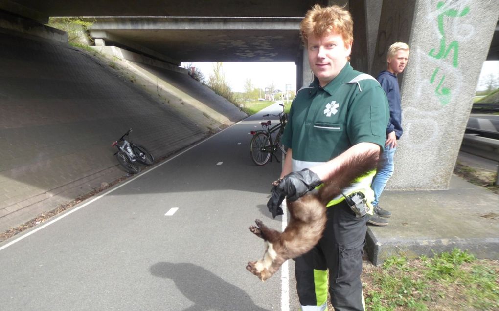 Medewerker dierenambulance haalt doodgereden steenmarter van de weg. beeld Kees van Reenen