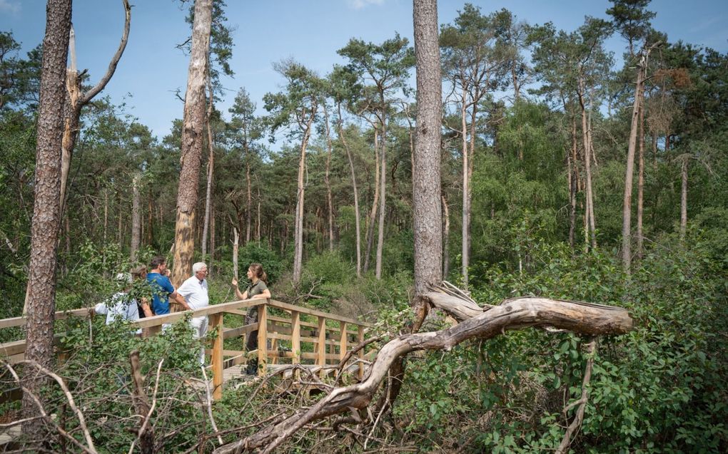 ​Boswachter Alex Westerman op het Stormpad. beeld Niek Stam