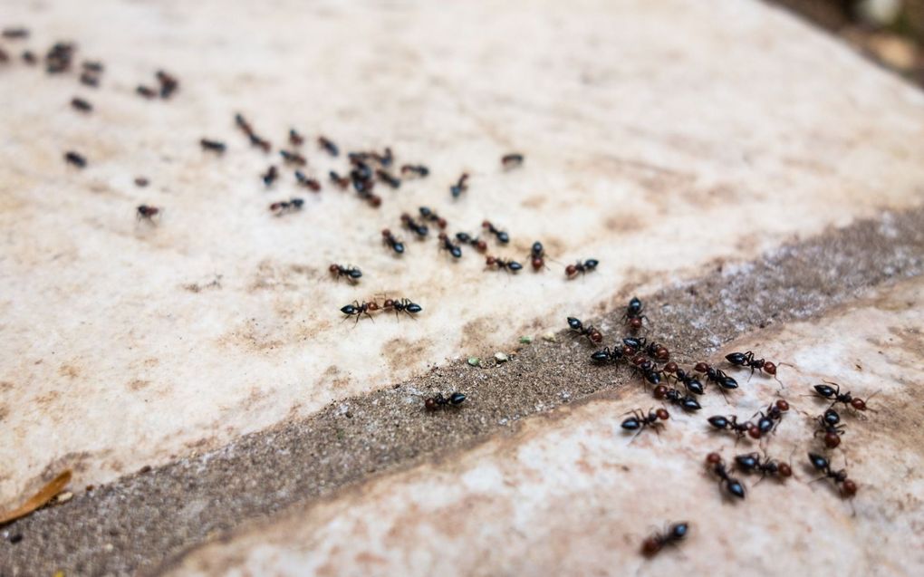 „Wat geeft ons het recht mieren het leven te ontnemen? Ze volgen ‘slechts’ hun instinct en hun drang naar zoetigheid is niet een bewuste poging om ons het leven zuur te maken.” beeld iStock