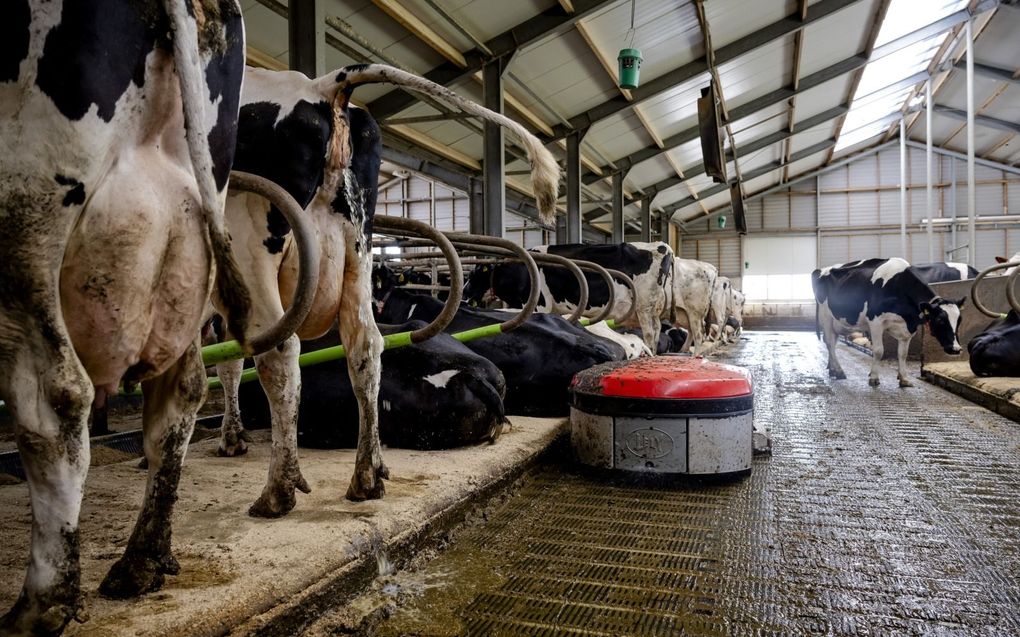 Een mestrobot, onderdeel van het systeem Lely Sphere, reinigt een stalvloer. Een ander onderdeel zuigt mestgassen af. Het is een voorbeeld van een nieuwe techniek die de ammoniakuitstoot uit stallen vermindert.  beeld ANP, Robin van Lonkhuijsen