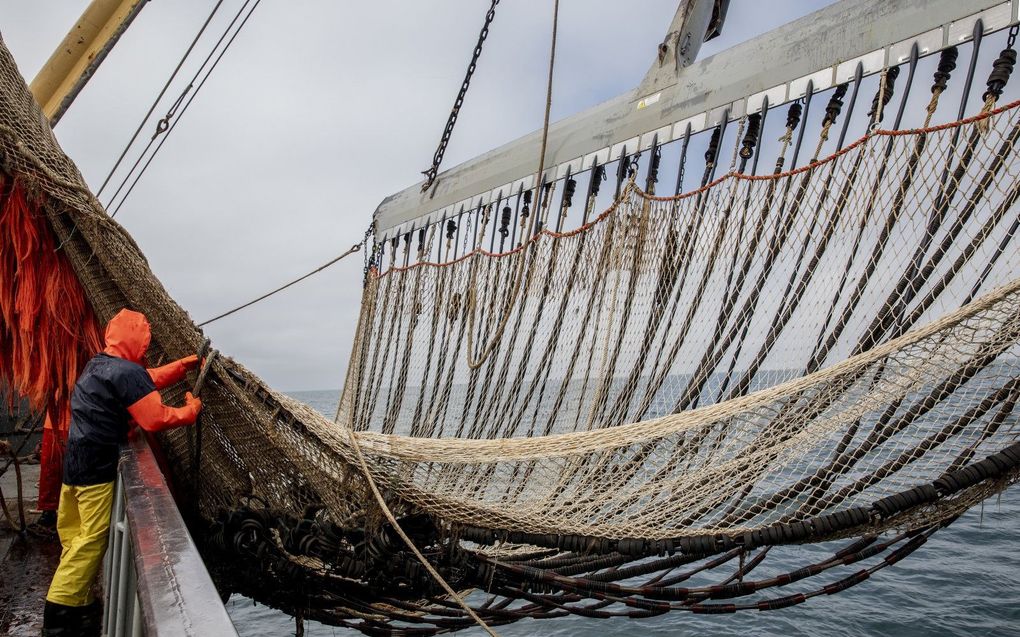 Vissers halen op deze archieffoto een pulsnet aan boord. Op last van Europa moesten kotters omschakelen van het pulstuig naar de traditionele boomkor. Dit blijkt de bestandsschatting door biologen in de war te schoppen. beeld ANP, Niels Wenstedt