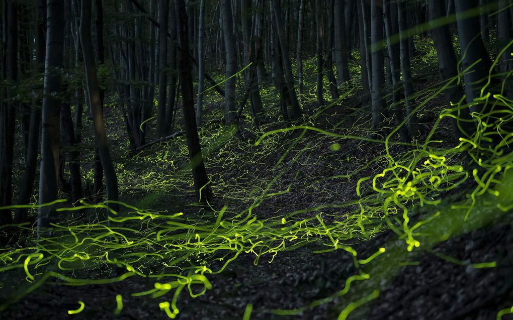 Een foto gemaakt met een langer sluitertijd toont de beweging van zwermende gewone glimwormen (Lampyris noctiluca) in een bos nabij Siatorska Bukovinka, Hongarije. beeld EPA, Peter Kommka