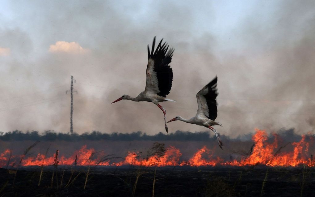 Ooievaars vliegen over een brandend veld bij stad Snihurivka in het door oorlog geteisterde Oekraïne. beeld AFP, Anatolii Stepanov