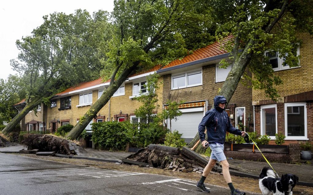 Vier bomen vielen deze morgen op huizen aan de Molijnstraat in Haarlem. De eerste zomerstorm van het jaar en de eerste van die soort sinds augustus 2020, heeft de naam Poly gekregen. beeld ANP, Remko de Waal