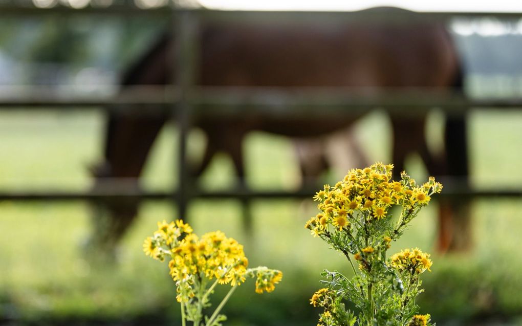 Paardenweides zijn ideale plekken voor jakobskruiskruid, dat open plekken nodig heeft om te kunnen ontkiemen. beeld André Dorst