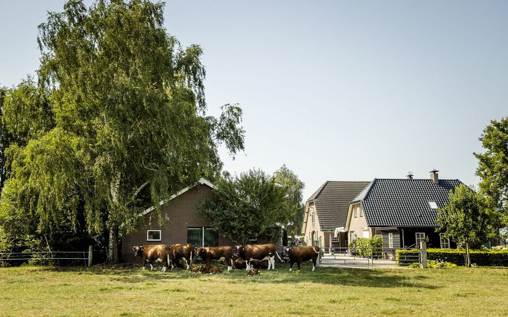 Koeien schuilen onder een boom voor de zon in de Gelderse Vallei. Archiefbeeld ANP, SEM VAN DER WAL