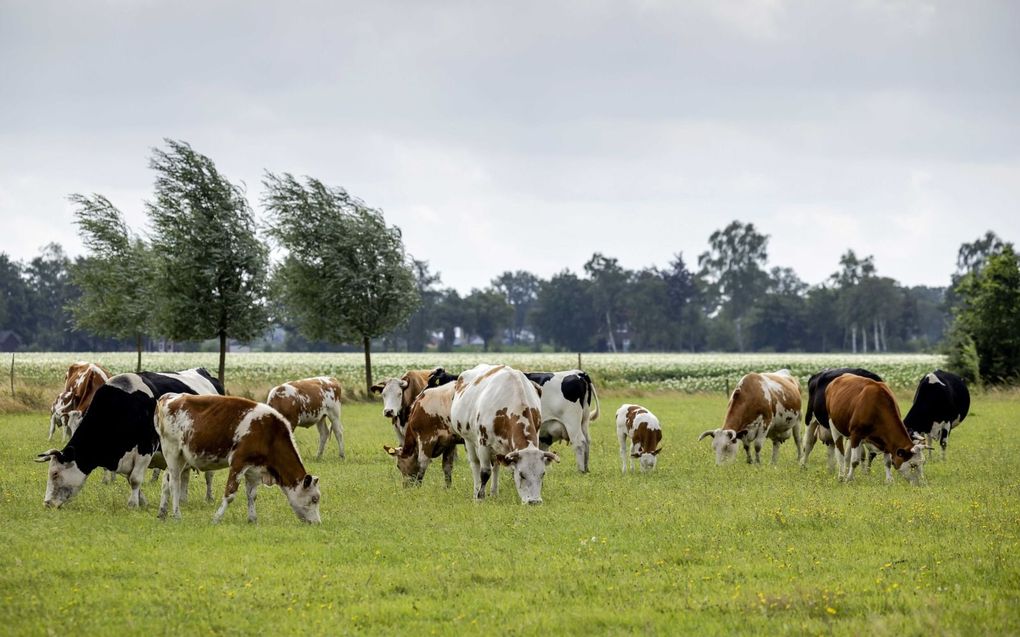 Koeien in de wei in de Achterhoek. Woensdag nam een meerderheid in het Europees Parlement de Natuurherstelwet in afgezwakte vorm aan. Het kabinet toont zich kritisch. beeld ANP, Robin van Lonkhuijsen