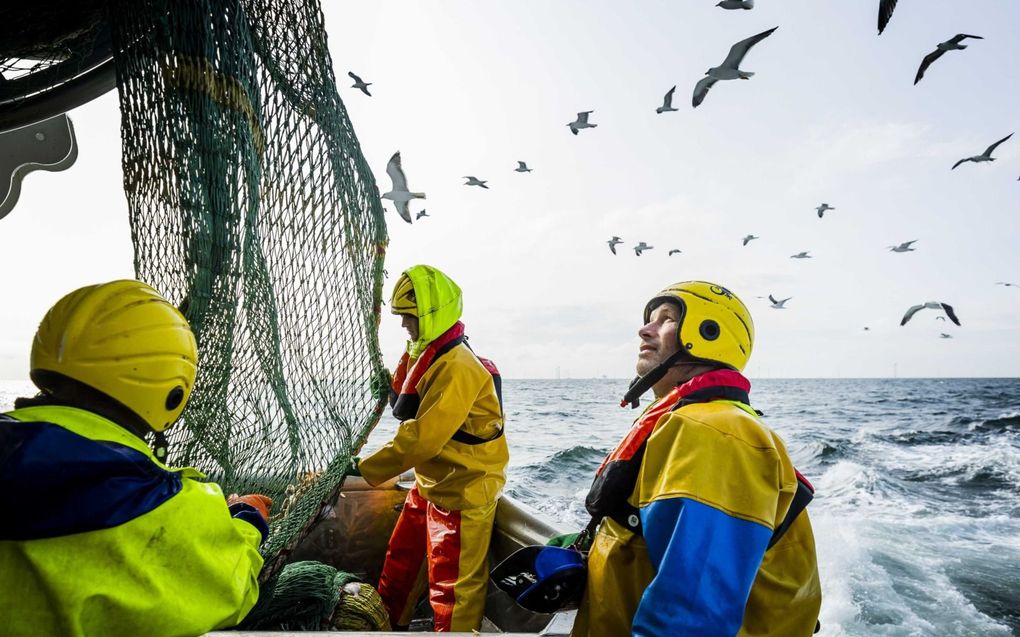 De vissers halen het net binnenboord. Speciaal voor deze middag was er ontheffing om binnen de 12-mijlszone te flyshooten. beeld ANP, Remko de Waal