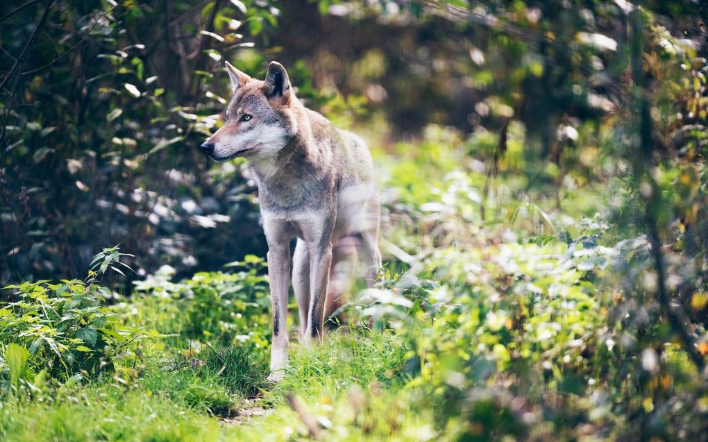 beeld iStock, ysbrandcosijn