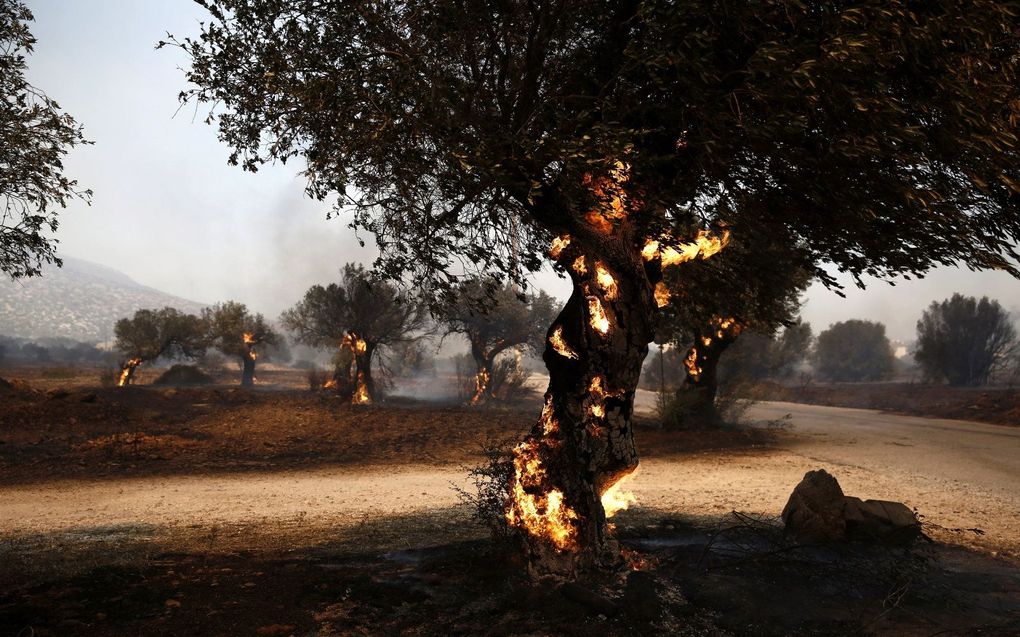 Het vuur verbrandt olijfgaarden in het Lagonisi-gebied, Griekenland. beeld EPA, Yannis Kolesidis