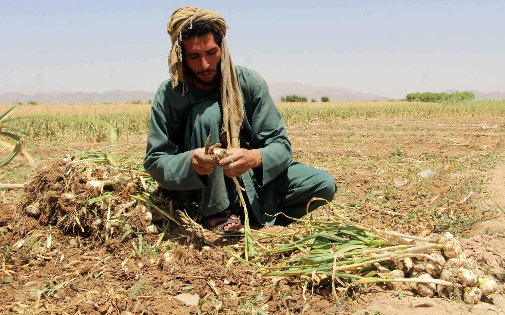 Boer oogst knoflook in de Afghaanse provincie Kandahar, 7 juli. beeld EPA