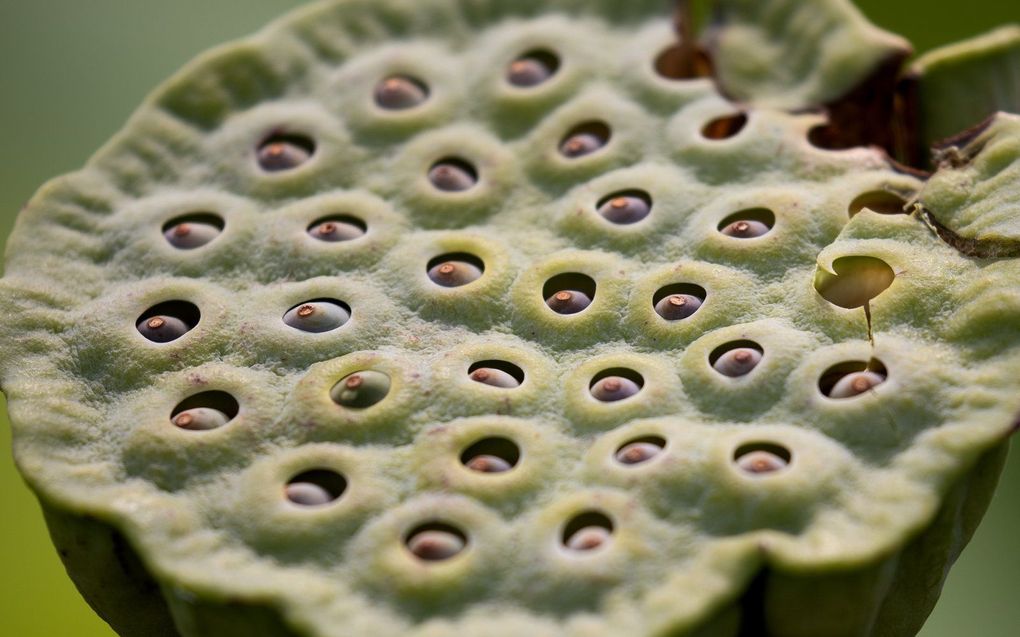 Een lotuszaaddoos is gebarsten nadat de bloem bloeide tijdens het Lotus and Water Lily Festival in Kenilworth Park and Aquatic Gardens in Washington, Amerika. beeld EPA, Michael Reynolds