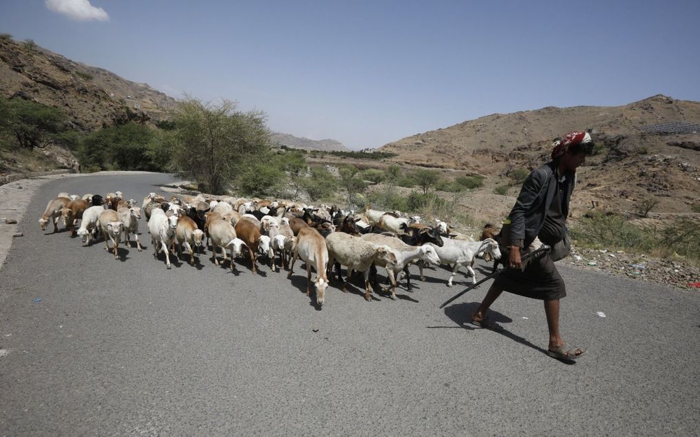 Een herder leidt zijn kudde in een vallei bij Sana’a in Jemen. Door de mislukte graandeal met Rusland dreigt in veel landen –die net als Jemen in grote mate van Oekraïens graan afhankelijk zijn– voedselonzekerheid, waarschuwt de VN-secretaris-generaal, António Guterres. beeld EPA, Yahya Arhab